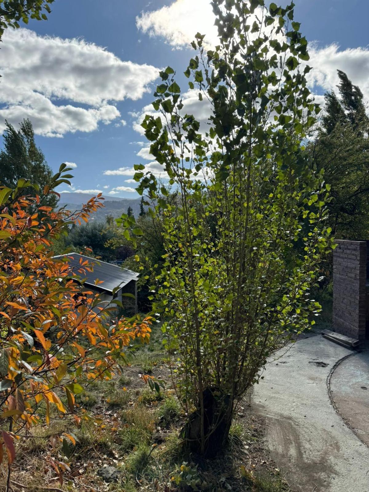 Huilen De Bandurrias Villa San Martín de los Andes Dış mekan fotoğraf
